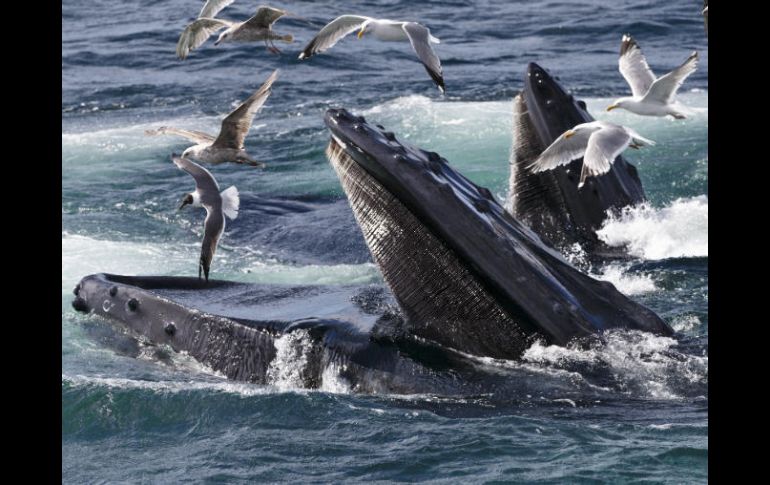Las ballenas azules son los animales más grandes que han existido sobre la Tierra, con un promedio de 24 a 27 metros de longitud. AP / J. Scott