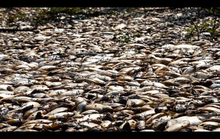 Miles de peces muertos flotan en el río Confuso en Paraguay. AFP/N. Duarte