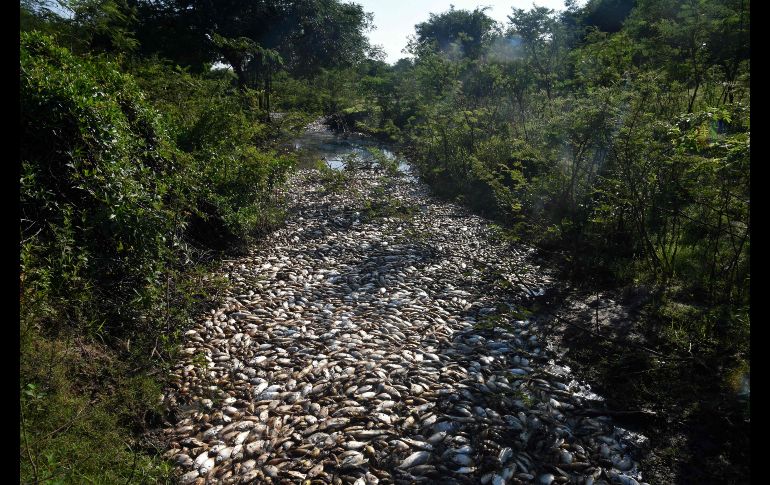 Técnicos del Gobierno tomaron hoy muestras de agua en el río Confuso para averiguar la causa de la alta mortandad. AFP/N. Duarte