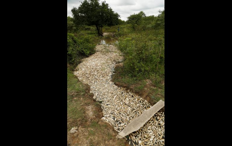 Los peces aparecieron muertos al paso del río, afluente del río Paraguay, por los alrededores de la ciudad de Villa Hayes, al menos desde el 14 de octubre. AP/J. Saenz