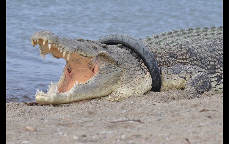 Un cocodrilo de agua salada con una llanta en su cuello se ve en un río de Palu, Indonesia, el 16 de enero. Oficiales del medio ambiente han intentado localizar y rescatar al ejemplar con la llanta atorada por más de un año.