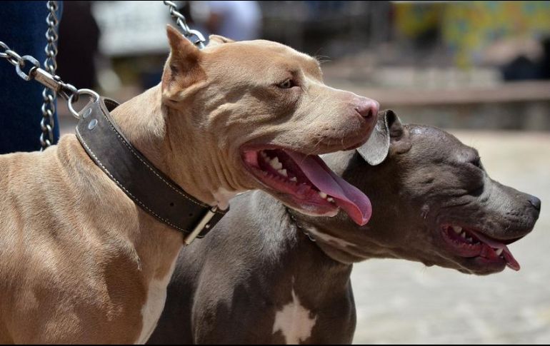 El aviso menciona razas de perros que estarían sujetas a dichas obligaciones, como pit bull, boxer, rottweiler, dóberman, entre otros. EL INFORMADOR / ARCHIVO