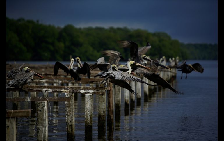 Pelícanos en la laguna Mecoacán, dentro del municipio de Paraíso. REUTERS/A. Meneghini
