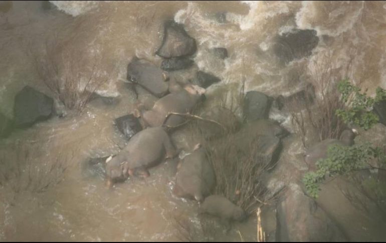 Las autoridades tailandesas señalaron que el incidente ocurrió luego de que un elefante bebé se cayera desde la cascada. Thailand DNP