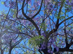 De follaje caducifolio, la jacaranda florece apenas unas semanas en primavera y entre más avanza la estación va perdiendo sus violáceas hojas. EL INFORMADOR / O. Flores