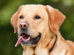 Es importante entender que las lamidas son una parte natural del comportamiento canino y en la mayoría de los casos, son una muestra de amor y afecto. Pixabay.