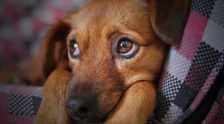 La mejor manera de evitar situaciones de conflicto es conocer y comprender el comportamiento canino, así como educar a los propietarios sobre la importancia de socializar adecuadamente a sus mascotas y prevenir comportamientos agresivos. Pixabay.