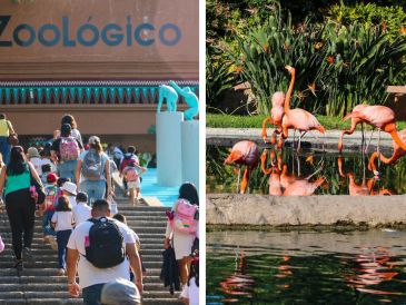 El Zoológico Guadalajara señaló que busca que la ciudadanía participe en la jornada electoral. EL INFORMADOR / ARCHIVO