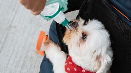 Por ejemplo el jugo de zanahoria es una buena opción para los perros, pues ayuda a mejorar su salud visual. UNSPLASH / T. Chen