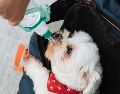 Por ejemplo el jugo de zanahoria es una buena opción para los perros, pues ayuda a mejorar su salud visual. UNSPLASH / T. Chen