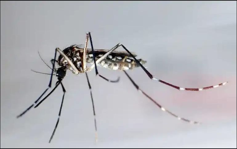 Expertos señalan que esta especie de mosquito es transmisora del virus de dengue y solo lo transmiten si antes picaron a otra persona con el virus. EFE / ARCHIVO