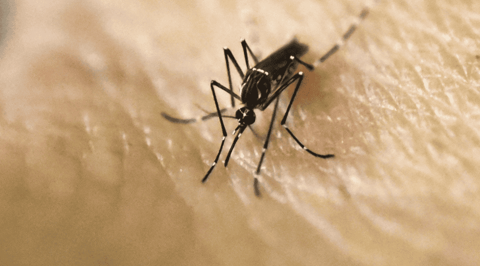 Se examinó la adaptación térmica de los mosquitos, un aspecto crítico que a menudo se pasa por alto en los modelos que evalúan el impacto del cambio climático en las enfermedades transmitidas por estos insectos. AFP / ARCHIVO