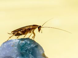 Uno de los insectos que más abunda en las calles y puede llegar hasta tu hogar durante este tiempo son las cucarachas. UNSPLASH /  Erik Karits