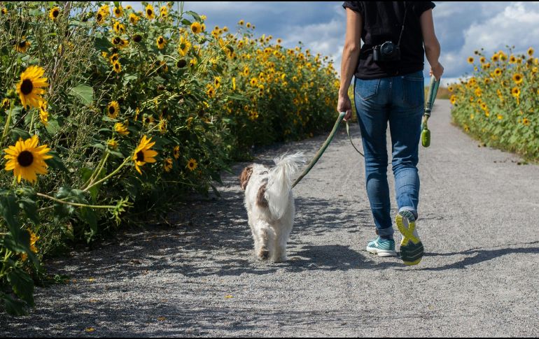 Al no realizar esta actividad, el perro no recibirá todos los beneficios que le aporta el pasear. UNSPLASH / D. Beausoleil