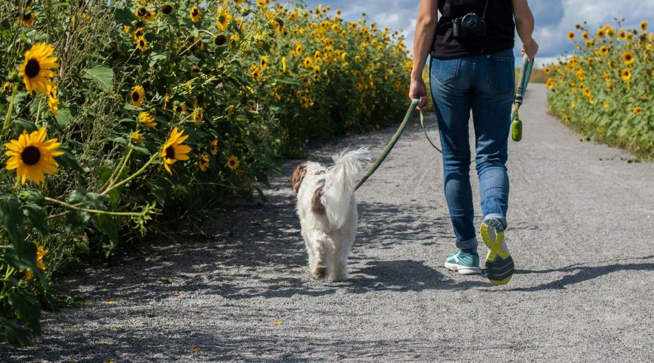 Al no realizar esta actividad, el perro no recibirá todos los beneficios que le aporta el pasear. UNSPLASH / D. Beausoleil