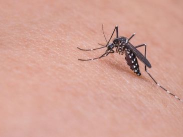 Encontrar formas efectivas de repeler a los mosquitos se convierte en una prioridad para muchos; te compartimos este remedio para ahuyentarlos. Pixabay