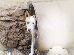 La actriz lamentó la condición vulnerable de los animales en todo México. ESPECIAL  /