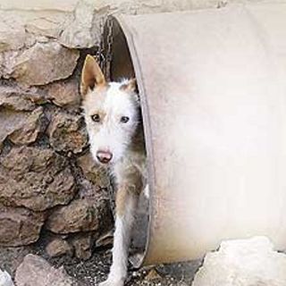 Brigitte Bardot pide a Calderón por los animales de México