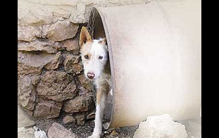 La actriz lamentó la condición vulnerable de los animales en todo México. ESPECIAL  /