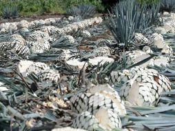 Durante 2009 Tequila Cuervo produjo 50 millones de cajas de tequila. ARCHIVO  /