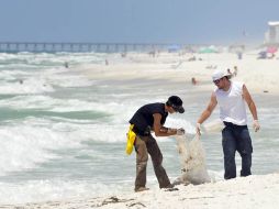 El derrame de crudo del Golfo de México llegó a las playas del noroeste de Florida. AP  /