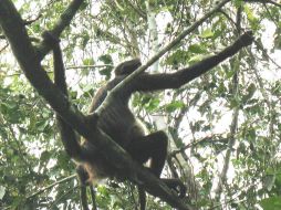 Esta monita araña visiblemente embarazada, corta frutas al caer la tarde. ESPECIAL  /