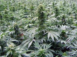En el lugar se utilizaba alta tecnología para producir mariguana. ARCHIVO  /