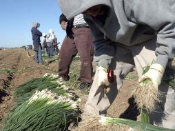 Campesinos recolectan cebolla en un campo de Mexicali. A dos meses no les ha llegado el apoyo. EL UNIVERSAL  /