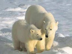 Los métodos tradicionales de caza no dañan la vida silvestre de la región. ESPECIAL  /