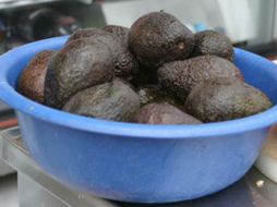 El precio ofrecido por los productores del aguacate se mantiene estable. ARCHIVO  /