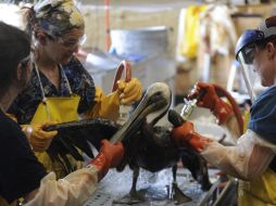 Un pelícano es limpiado luego de ser afectado por el derrame de petróleo. EFE  /