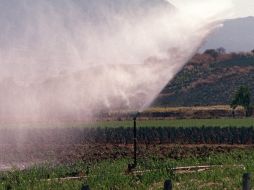 La mejora en la distribución de agua podría ayudar también a frenar el cambio climático. INFORMADOR ARCHIVO  /