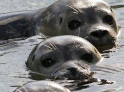 Una foca adiestrada puede indicar la trayectoria de un pez con su cabeza. EL UNIVERSAL  /