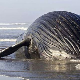 Sorprende ballena varada cerca de Long Island