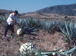 La venta edl tequila está reservada a México y Estados Unidos. C. HERNÁNDEZ  /