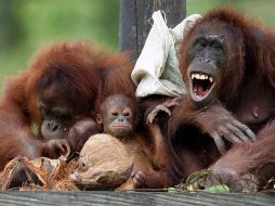 Estos gestos eran empleados de manera repetida por  los animales. ESPECIAL  /