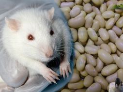 El frijol y el maíz se han identificado con propiedades que ayudan a mantener controlada la diabetes. ID  /