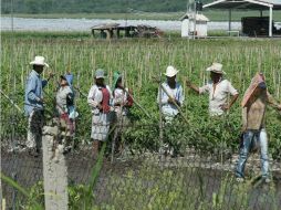 El programa H-2A permite que los empleadores agrícolas puedan traer a extranjeros para trabajar de manera temporal. ARCHIVO  /