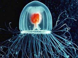 La turritopsis nutricula puede regenerar su cuerpo una y otra vez. ESPECIAL  /