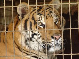 El entrenador comentó que Jonas, el tigre, pesa cerca de 180 kilos está entrenado y es amistoso. ESPECIAL  /