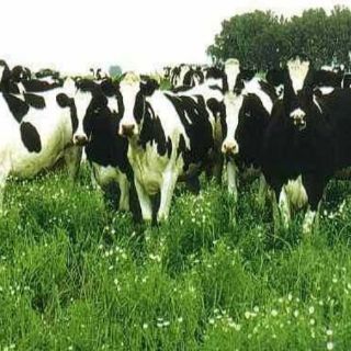 Productores de Sonora podrán exportar carne a Rusia