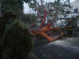 Un árbol caído por los fuertes vientos sobre la calle Libertad en su cruce con Argentina en la colonia Americana. M. FREYRIA  /