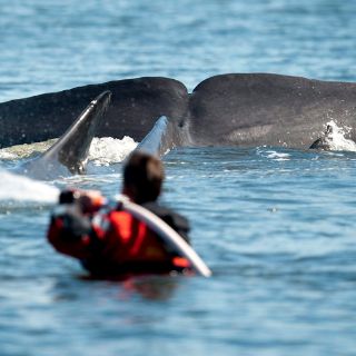 Comisión Ballenera iniciará su debate sobre el futuro del cetáceo