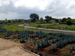 Para este año se dispone de 120 millones de pesos para la fase inicial de la modernización de la ruta Guadalajara-Tequila. E. BARRERA  /