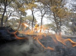 La llegada del temporal evita que los incendios continúen arrasando con miles de hectáreas en bosques y selvas. A. GARCÍA  /