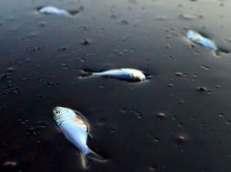 Varios peces flotan muertos tras quedar atrapados por petróleo crudo, cerca del Puerto Sulpher, en Louisiana. REUTERS  /