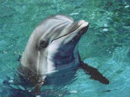 El film aborda la sangrienta matanza de delfines en Taiji. ESPECIAL  /