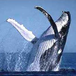 Comisión Ballenera debate sobre caza comercial