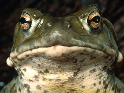 Según expertos hay lluvias tan inusuales como de arañas, peces entre otros animales. ESPECIAL  /