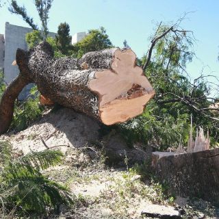 Tlajomulco tomará acción penal por tala de árboles